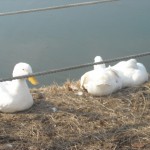 白鳥を探しに