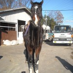 新しい馬の紹介 その1