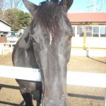 新しい馬の紹介　その3