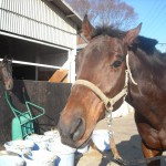 新しい馬の紹介　その4