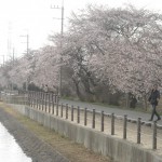 桜が満開 !(^^)!