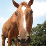 本日の馬場は、最高です!来て来て♪