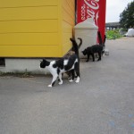 猫、何匹いるでしょう?