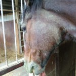 壬生ドレッサージュ あと1枠