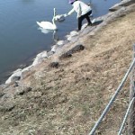 白鳥が