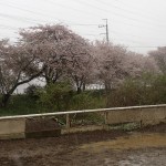 雨の後の、、、