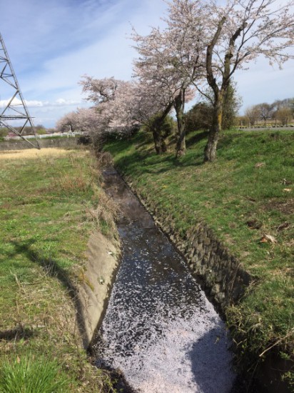 桜　川