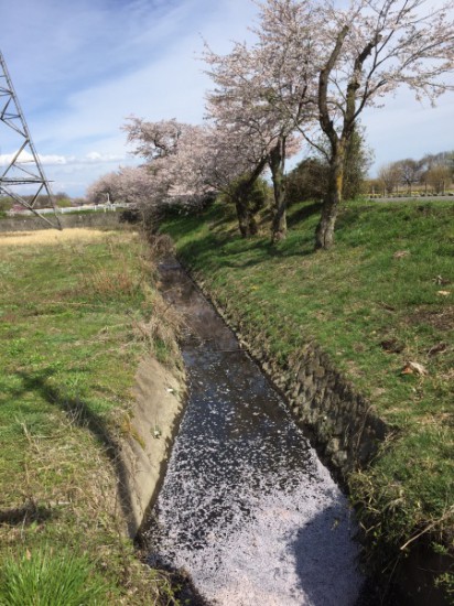 桜　川