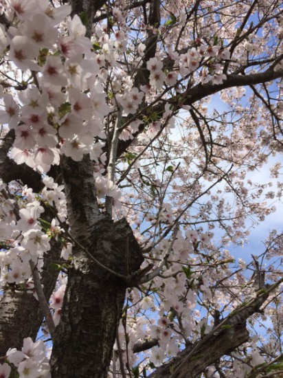 桜